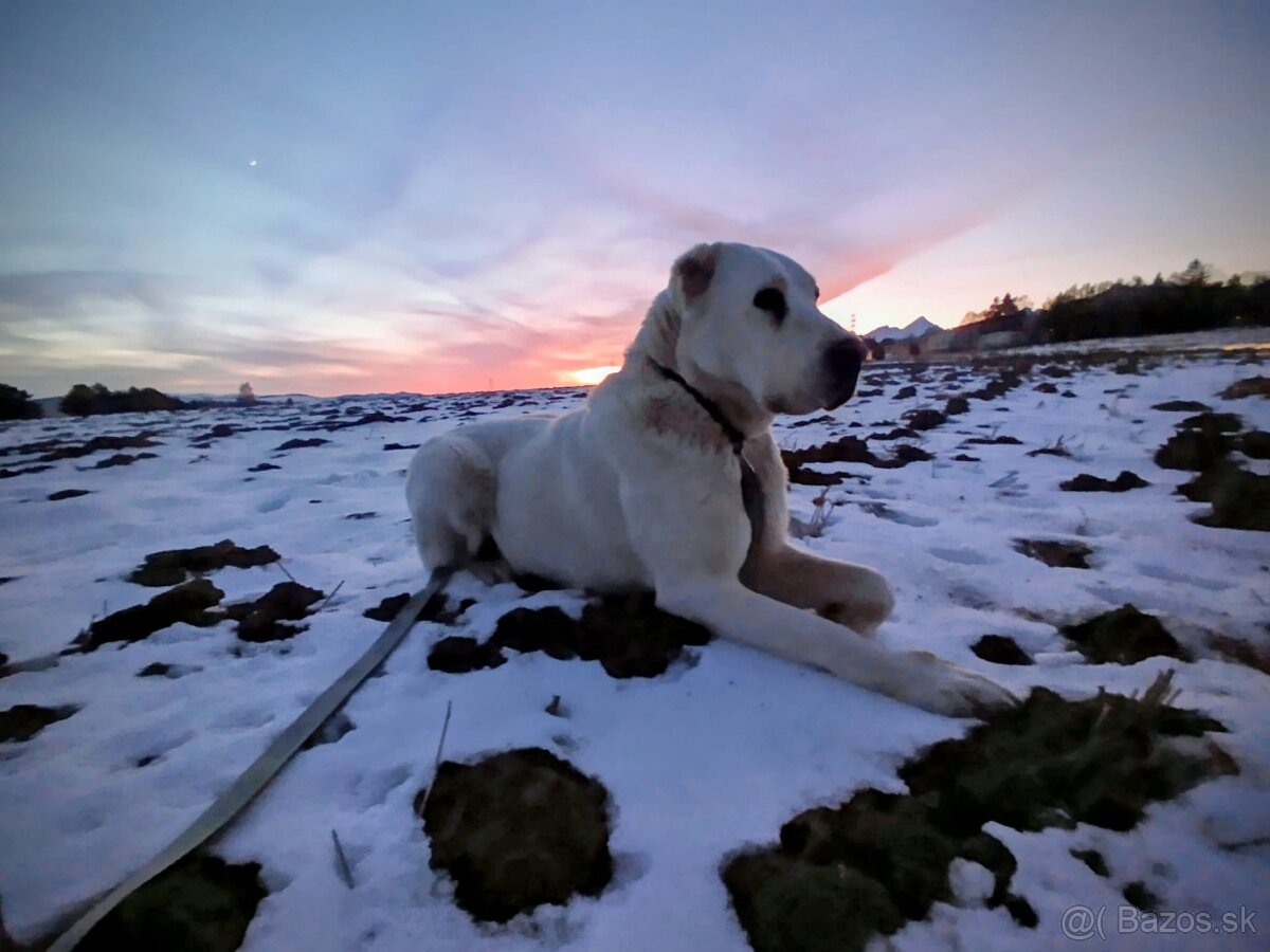 Stredoázijský ovčiak - 2