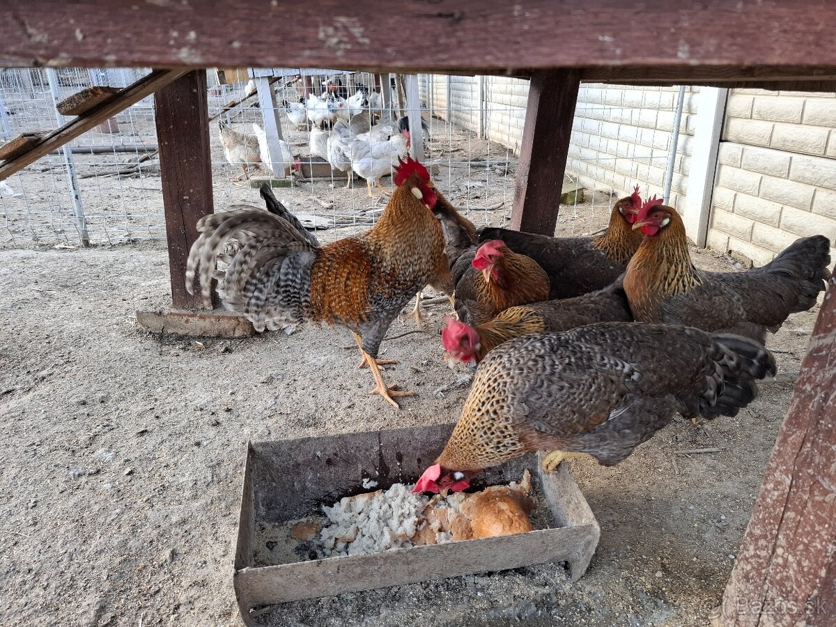 Vlašky rodofarebne - 2