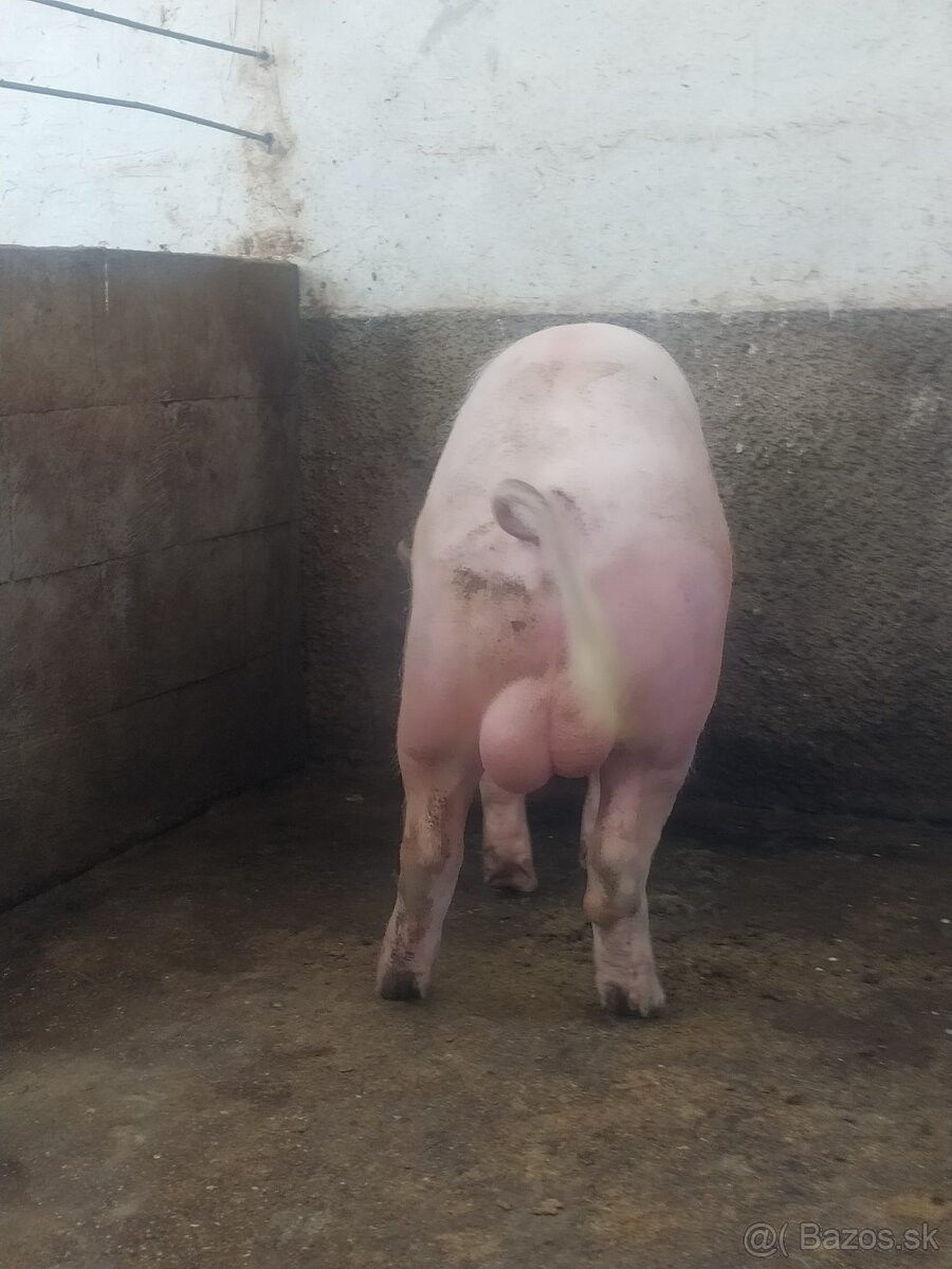 Kanec BU&Landras - 2