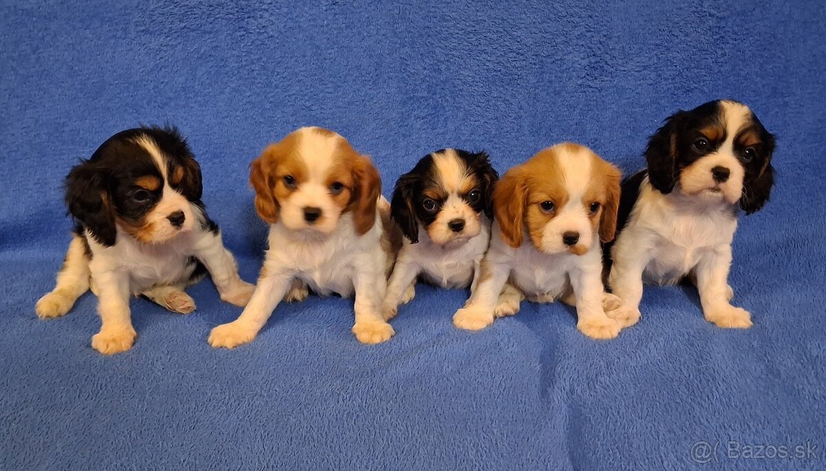 Cavalier king charles spaniel - 2