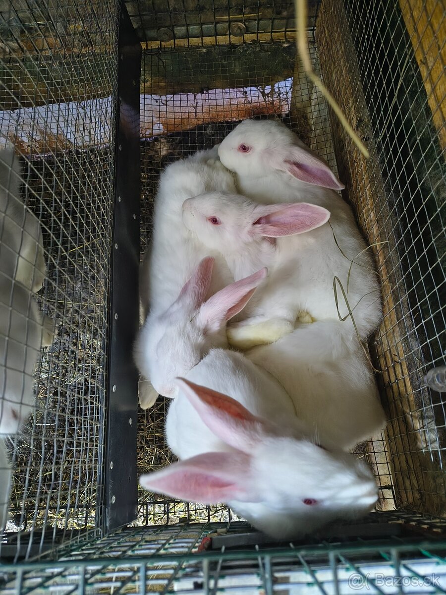 Predám 45 dňové králiky hyla - 2