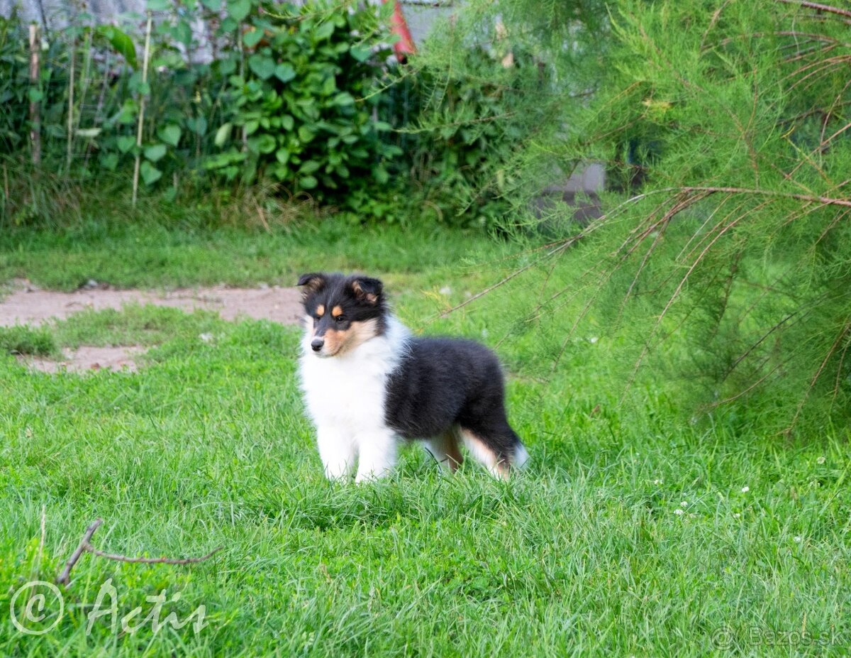 Kólia dlhosrstá s PP - 2