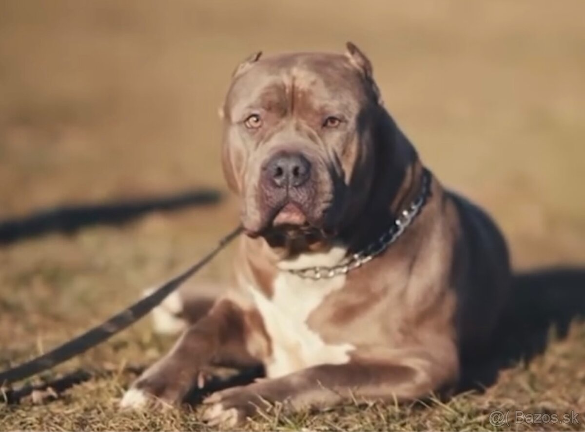 Hľadám domov / adopcia - 2