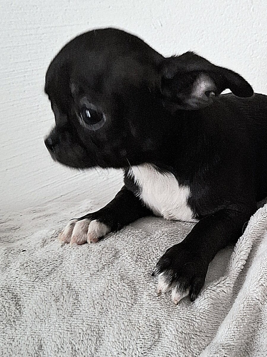 Čivava kratkosrsta - 2