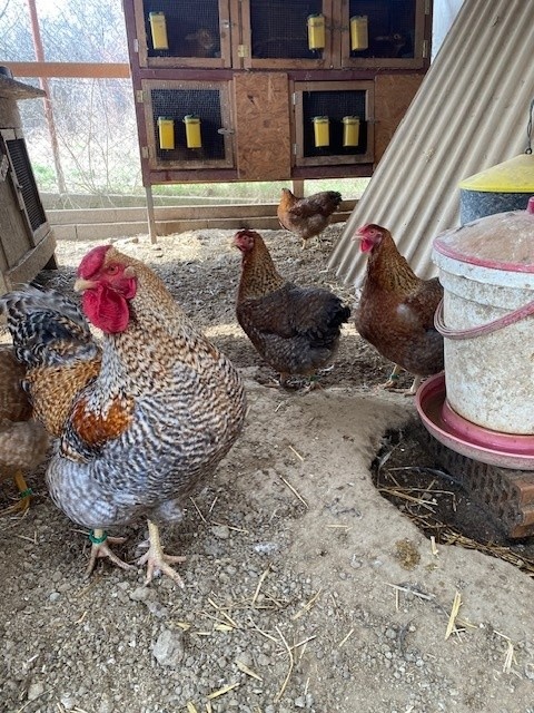 Oravka rodofarbá - 2