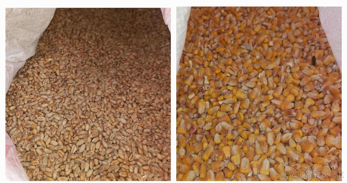 Kukurica 24€ Pšenica 24€ - 2