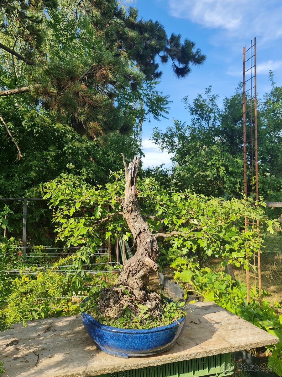 BONSAI Crateagus monogyna Hloh obyčajný 2 - 2