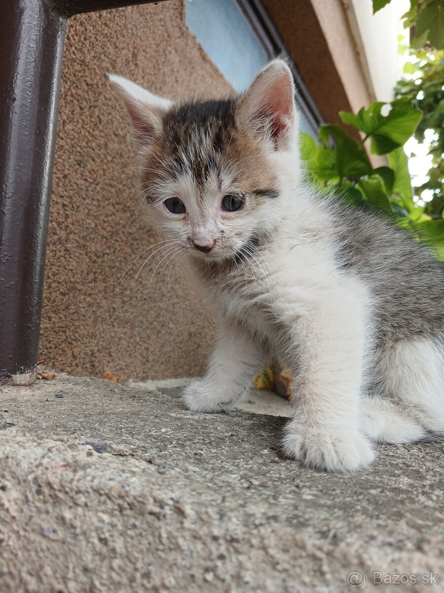 Darujem malú mačičku - 2