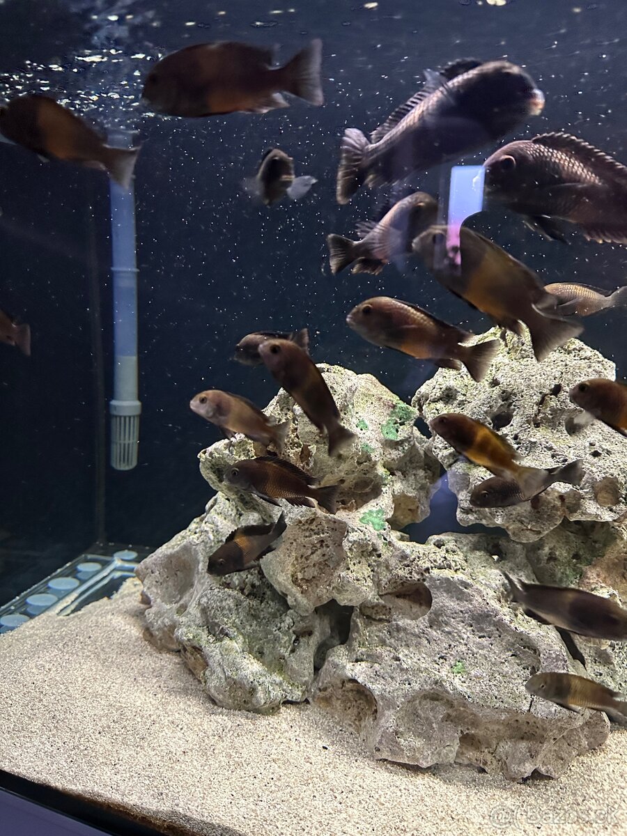 Tropheus Bemga Tanganika - 2