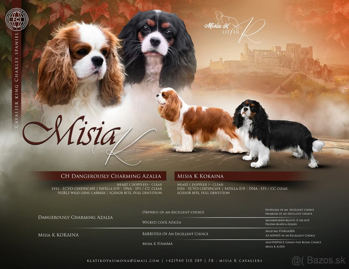 Cavalier king Charles spaniel s PP - 2