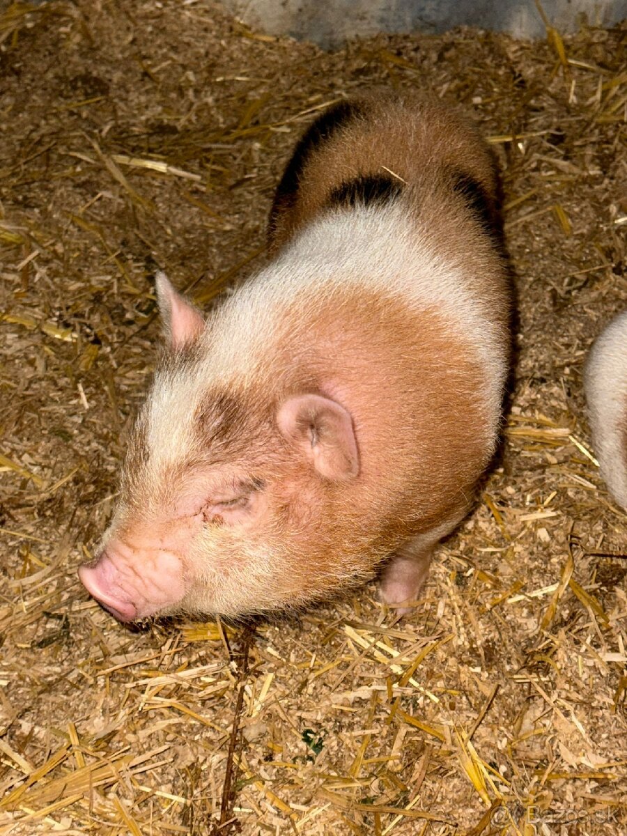 Predám čínske prasiatka - 2