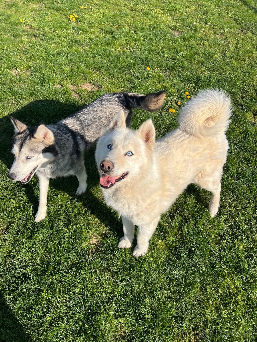 Sibírsky husky na krytie - 2