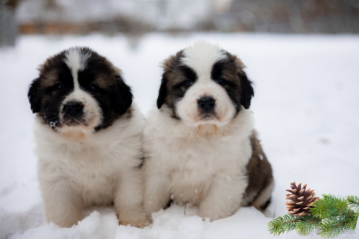 Šteňatá Moskovského strážneho psa - 2