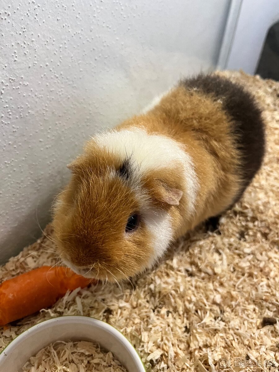 Morcata US Teddy - 2