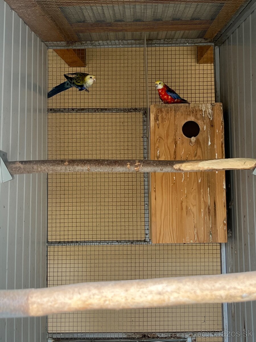 Predám chovné páry. - 2