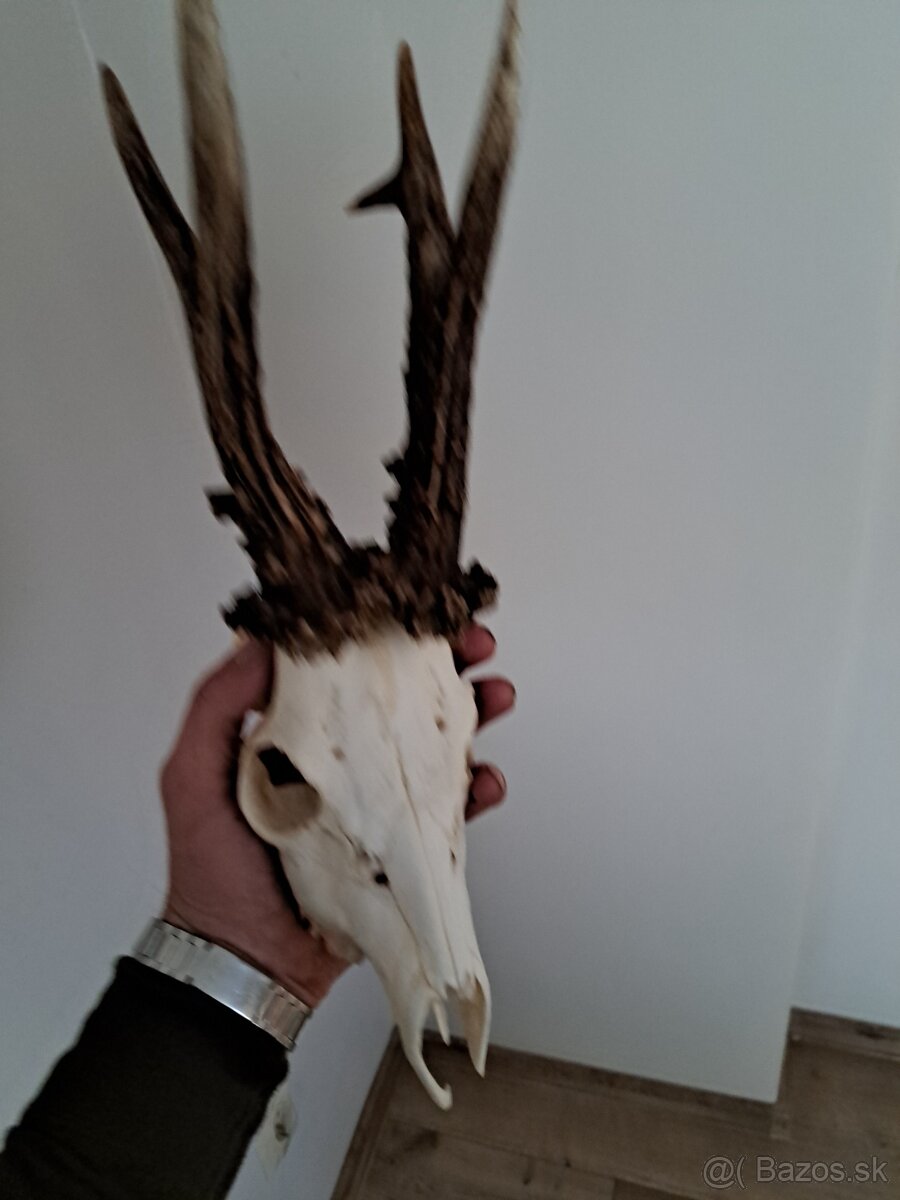 Srnec 600h parohy parozie - 2