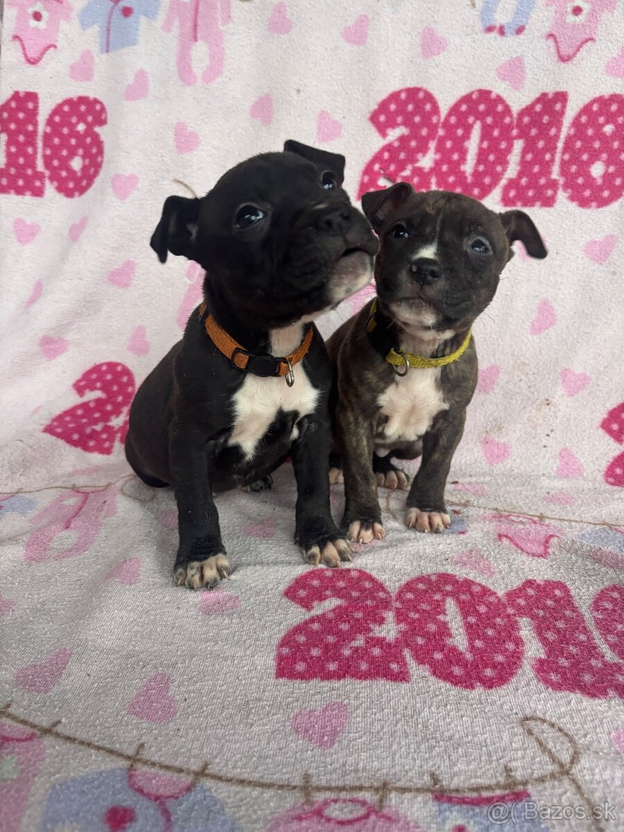 Americký stafordsirsky terier, Stafford, amstaf - 2