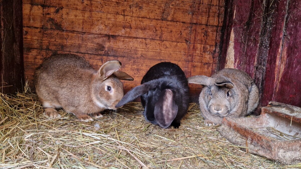 Pedám mladé samce do chovu - 2