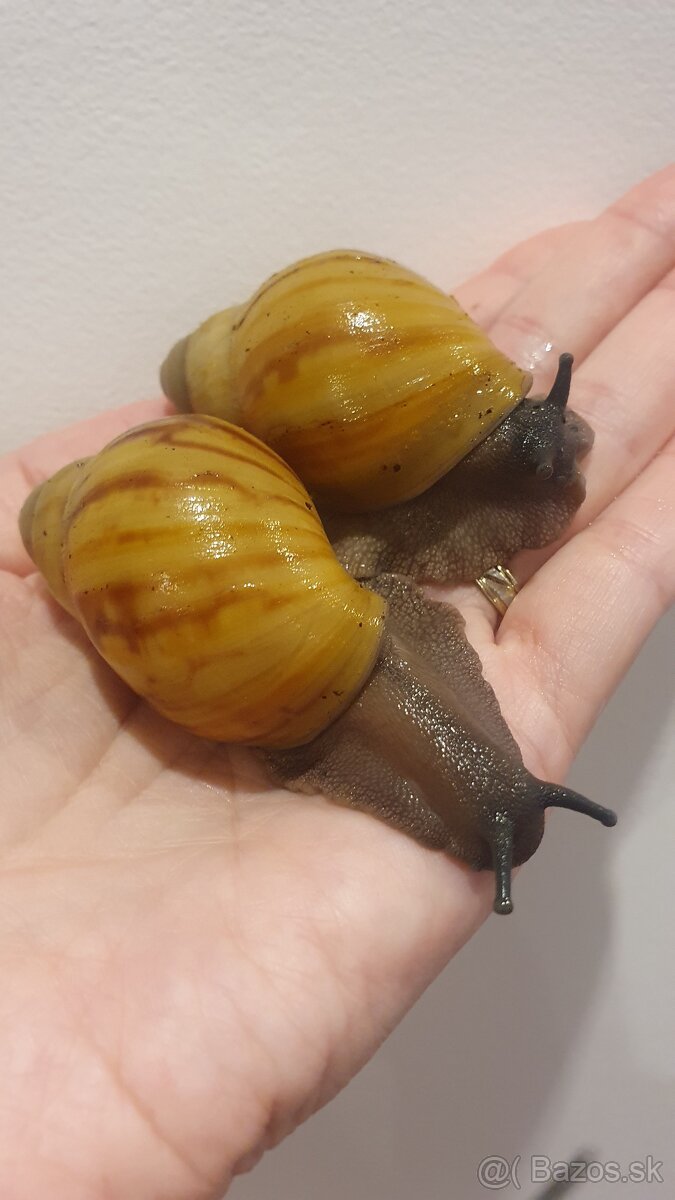 Africké slimáčiky grevillei - 2