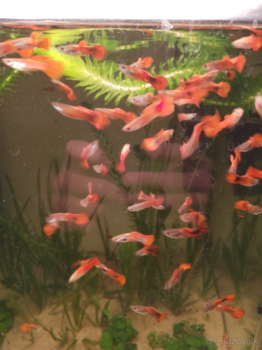 Gupky FULL RED - 2