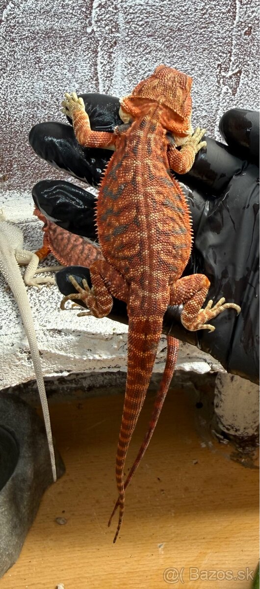 Agama bradatá – Hypo Zero(biela) a Half Monster (červená) - 2