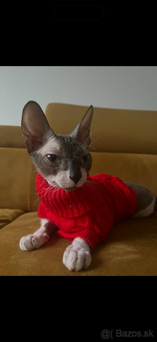 sphynx - 2
