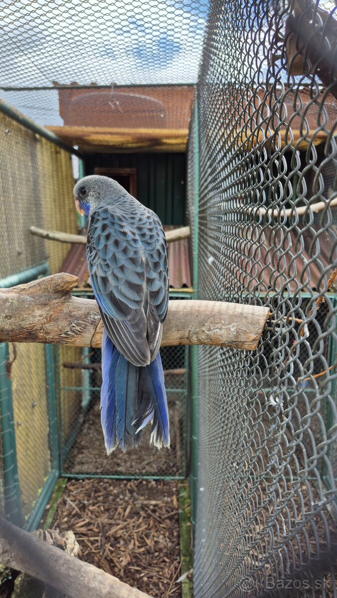 Rozela Penantová - 2