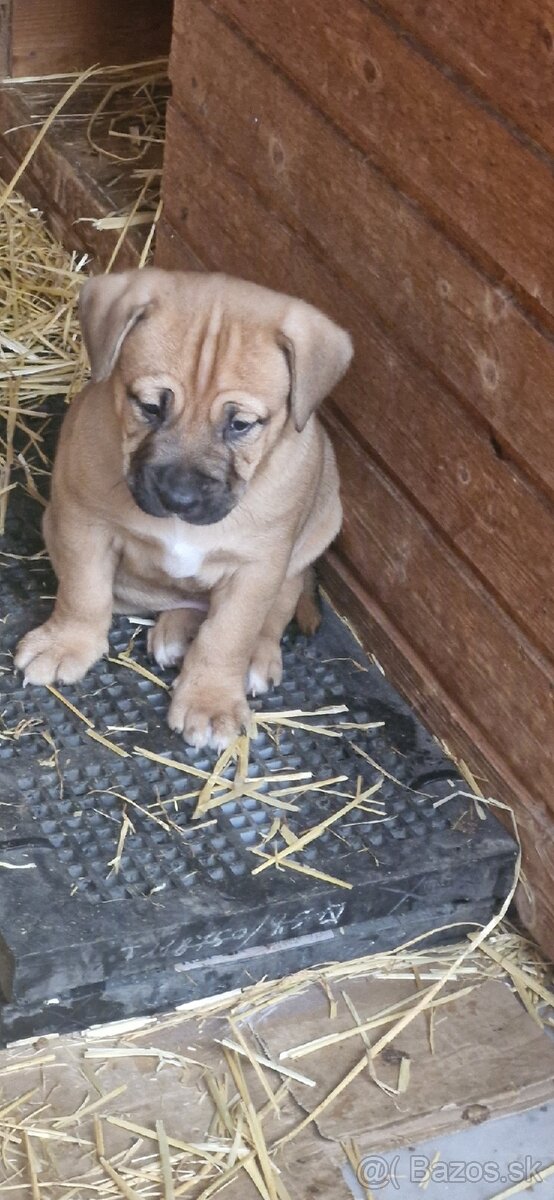 Šteniatka americky stafordšírsky terier - 2