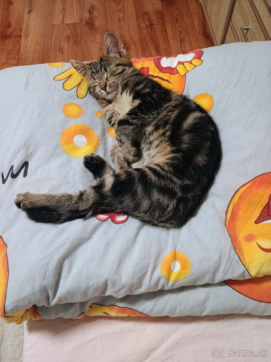 Darujem mačičky - 2