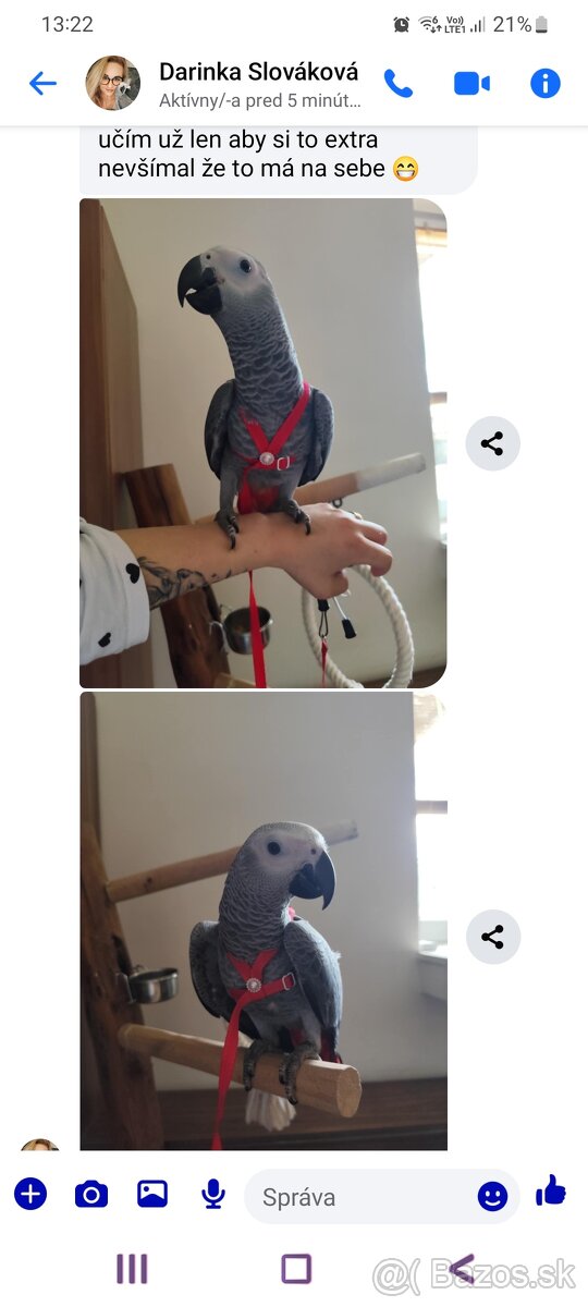 Traky pre papagáje, kšíry, popruhy - 2