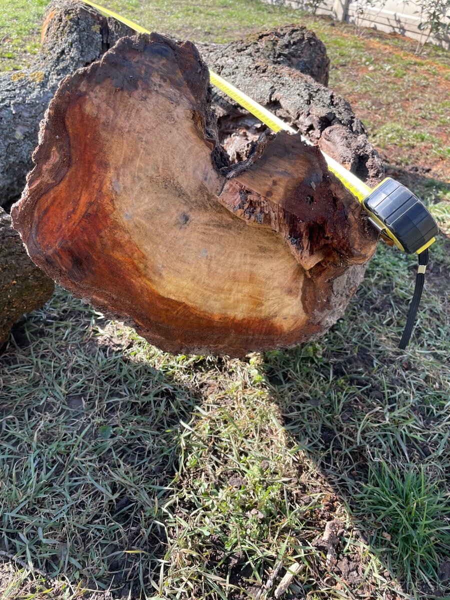 Kmeň stromu marhuľa - 2