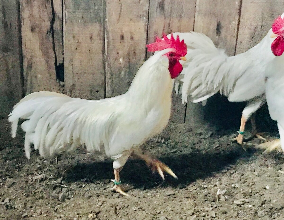 Zdr. Vlaška biela - 2