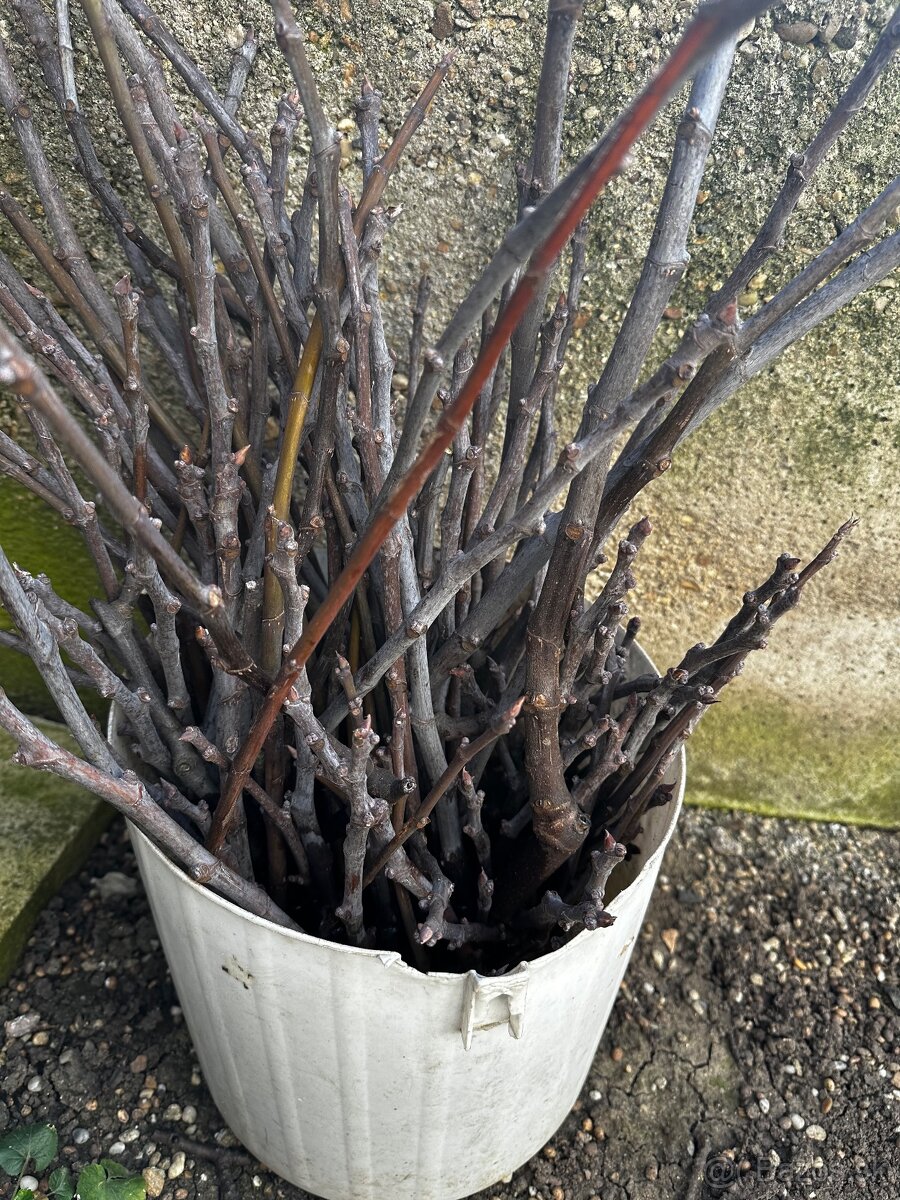 Predam vruble figovnik - 2