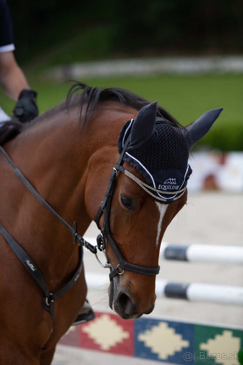 Kobyla do športu - 2