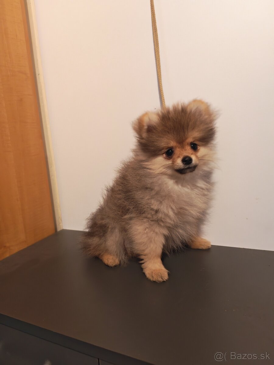 Pomeranian FCI - 2