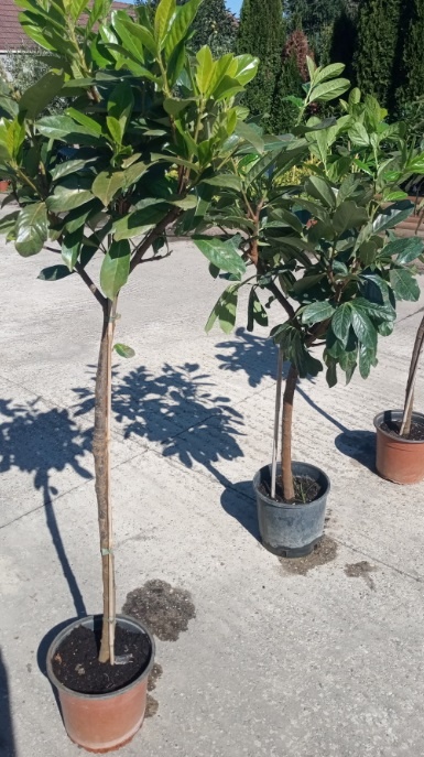 Photinia (Červienka) Red Robin a Vavrínovec lekársky Novita - 2