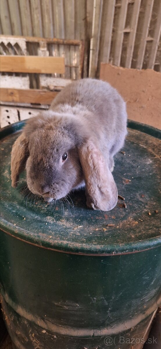 Francúzsky baran - 2