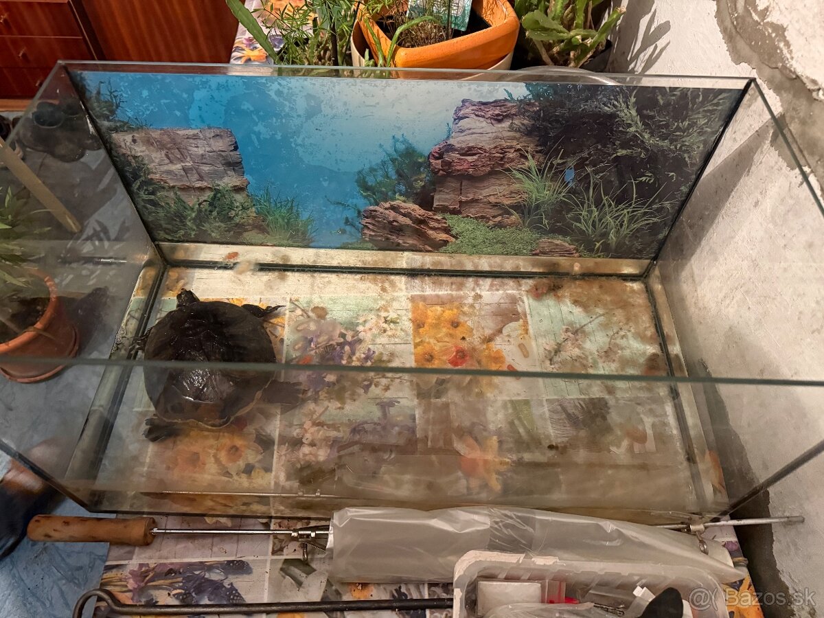 Vodná korytnačka - 2