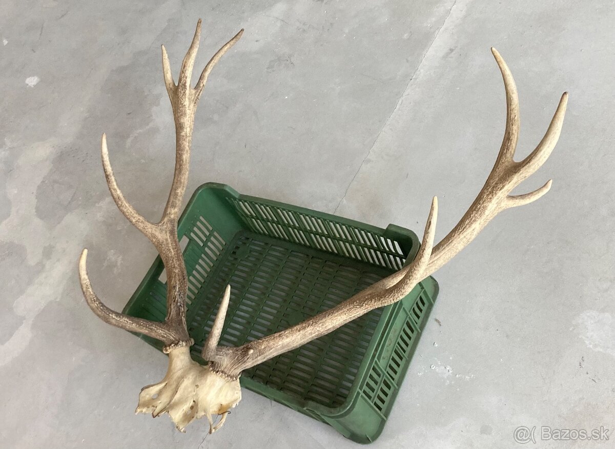 Trofeje jeleň daniel - 2