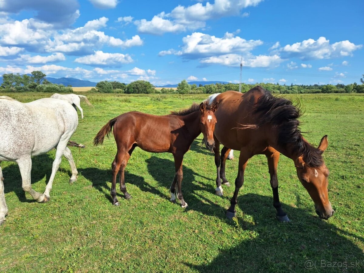 Shagya arab žrebec - 2