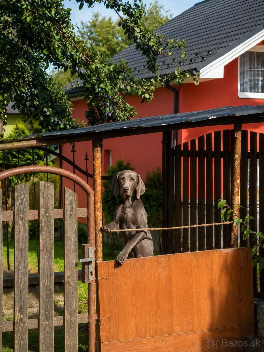 weimarský stavač (Weimaraner) – - 2