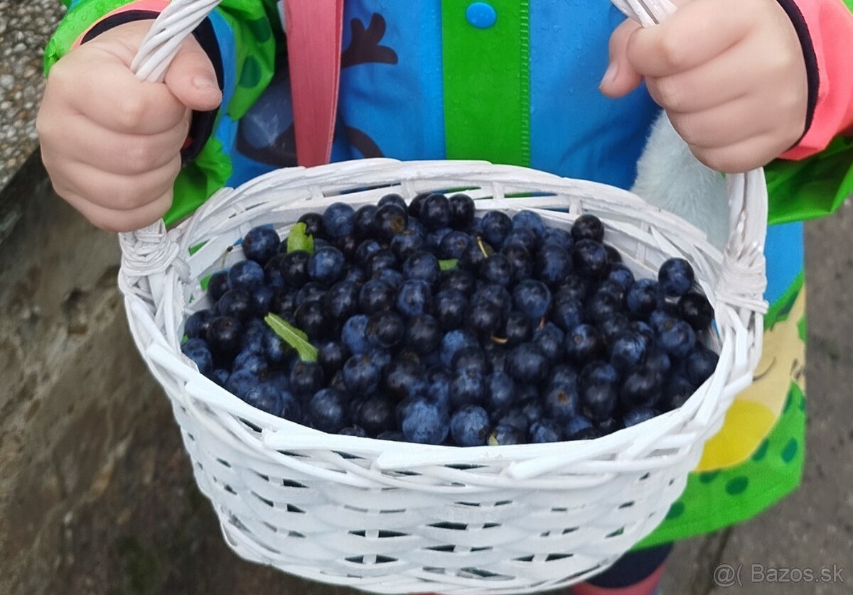 Predám sladké trnky (lesné plody) - 2