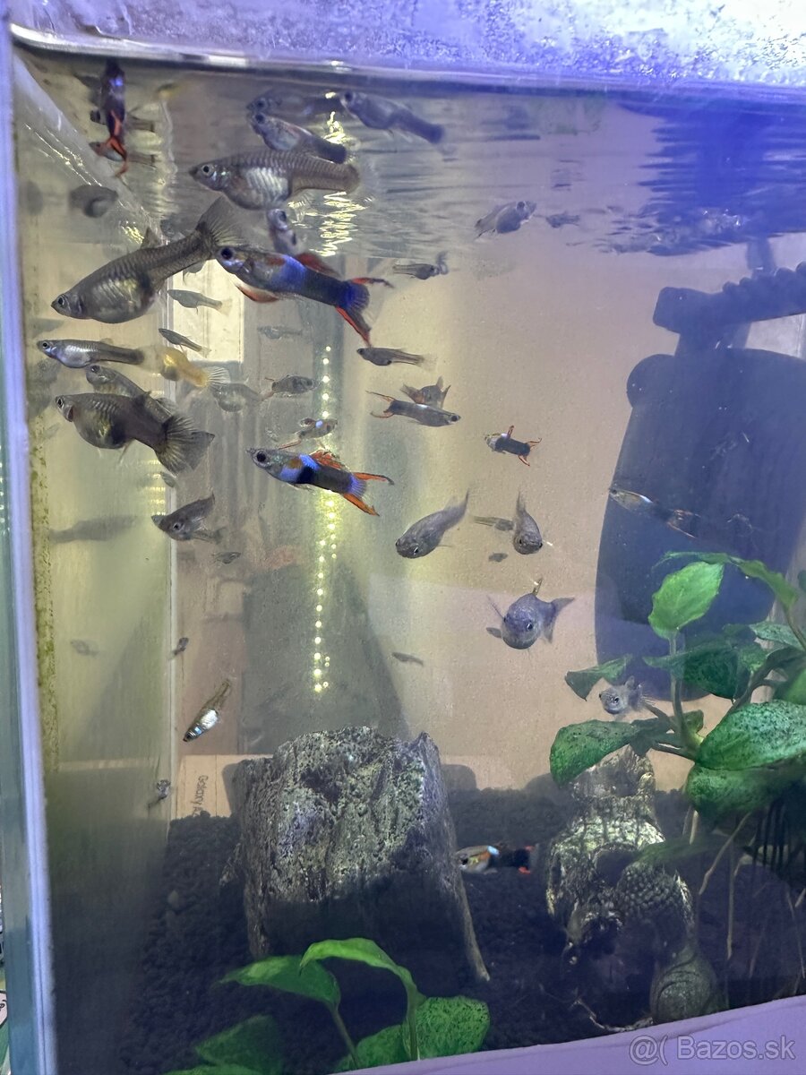 Živorodky Endlerky - 2