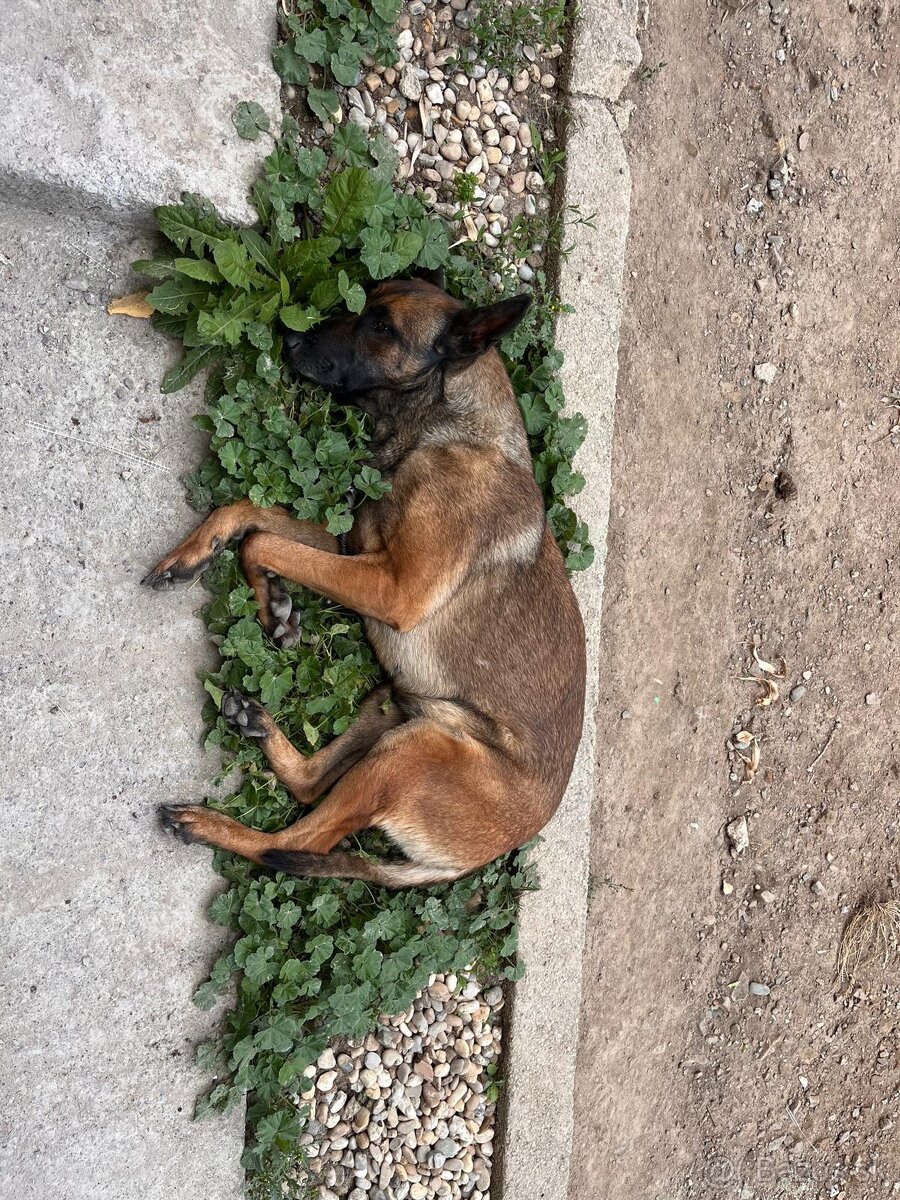 Belgicky ovčiak Malionis - 2