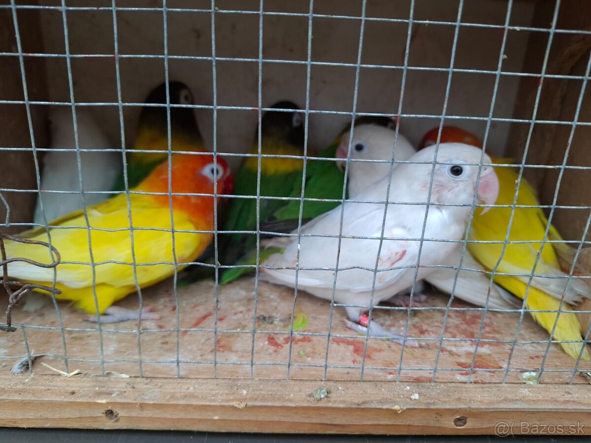 Predám agapornisov Fischer - 2