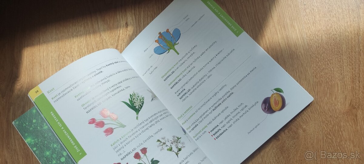 Biológia v kocke - 2