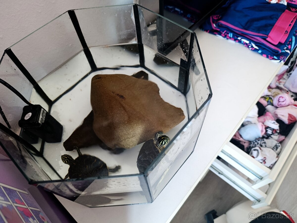 Vodné korytnačky , vodná korytnačka - 2