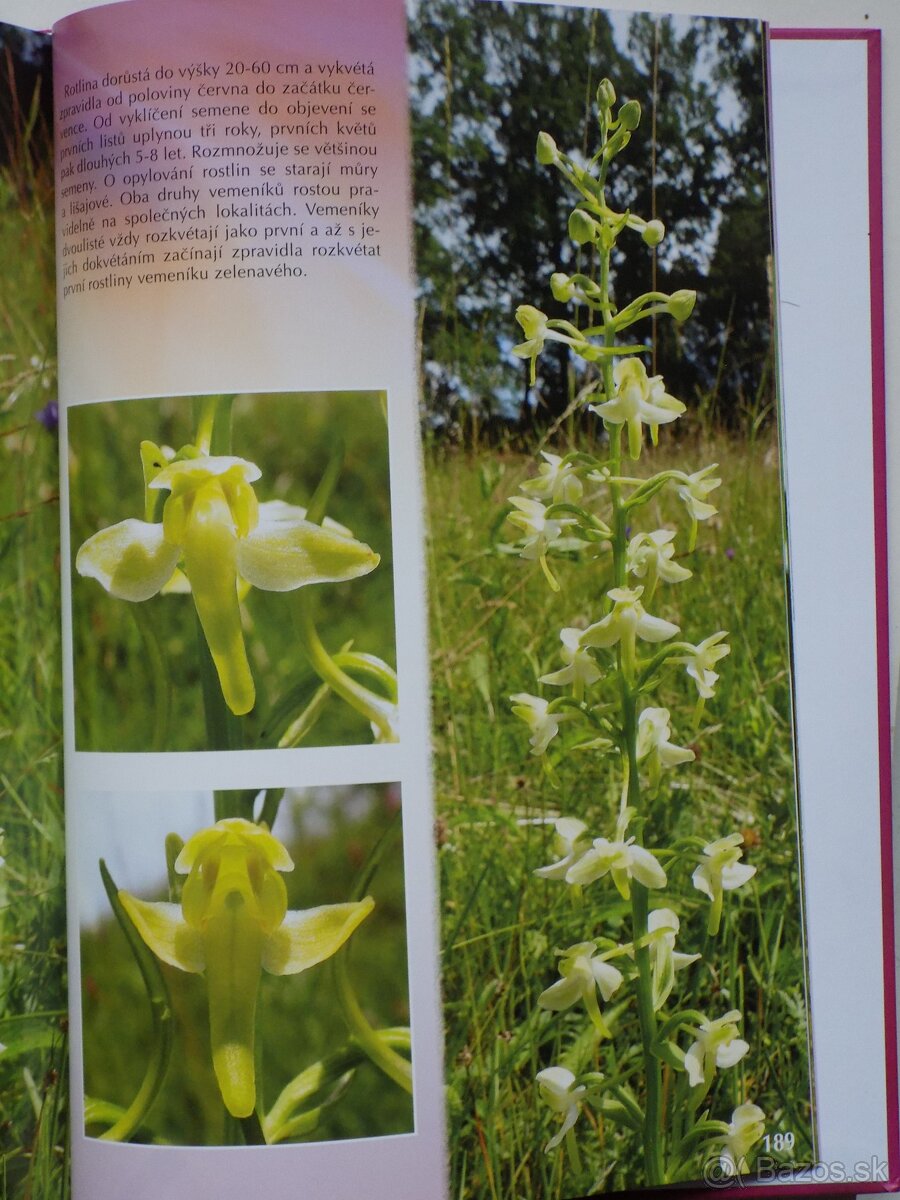 Krásy orchidejí - 2