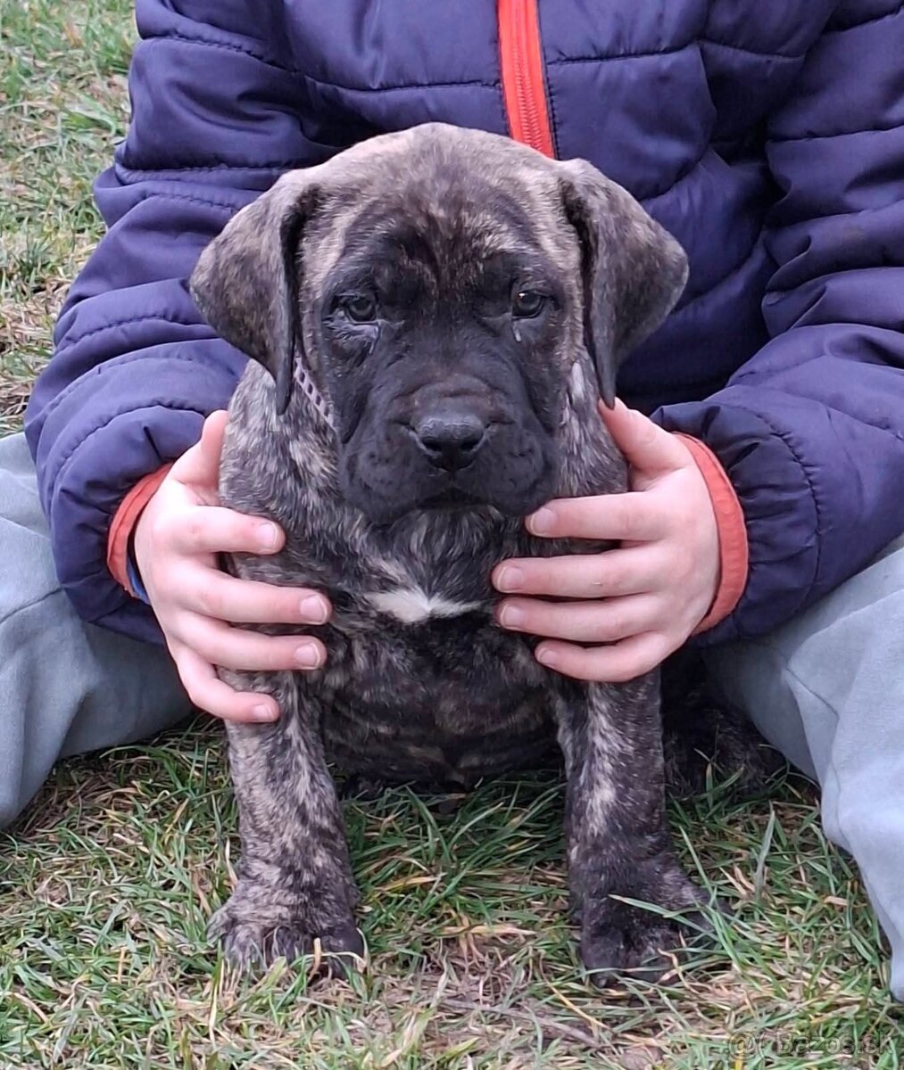 Presa Canario - 2
