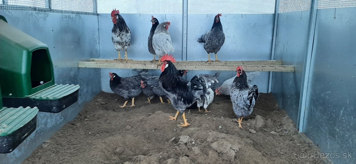 Vlaška Modrá nasadove vajcia - 2